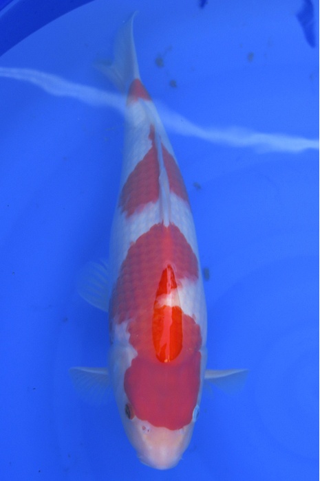 sandan kohaku NL2104010