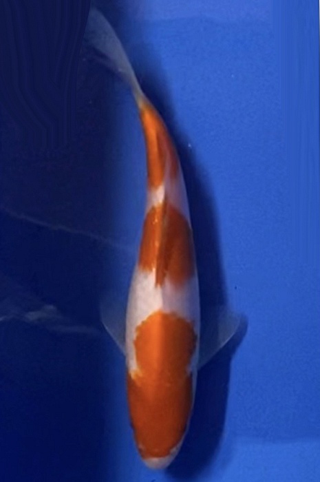 meerstaps kohaku NL2104011