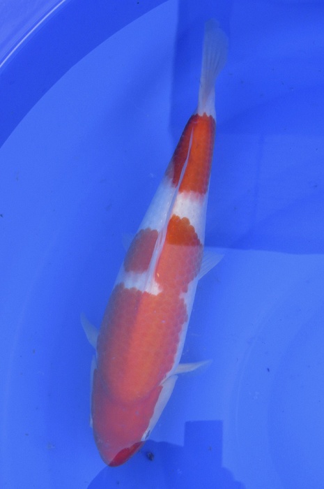 nidan kohaku NL2104012