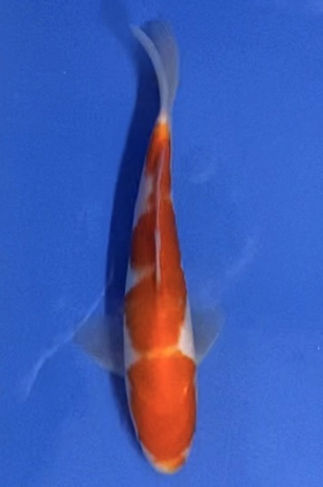 kohaku NL2104013