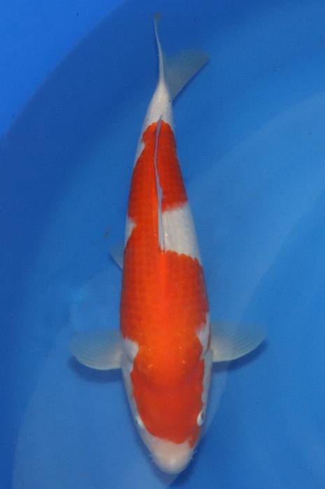 nidan kohaku NL2104014