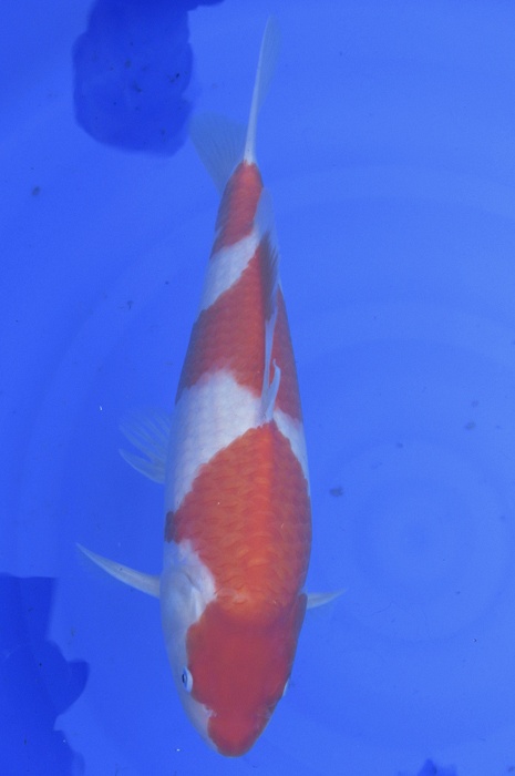 sandan kohaku NL2104015
