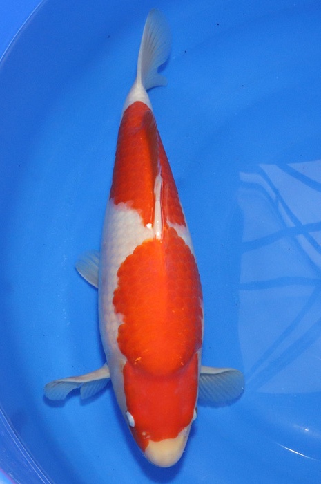 nidan kohaku NL2104016