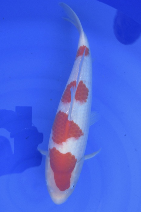 yondan kohaku NL2104017