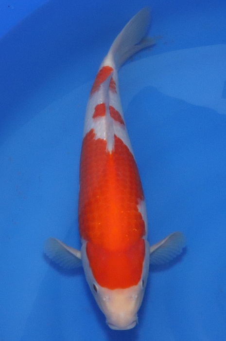 sandan kohaku NL2104018