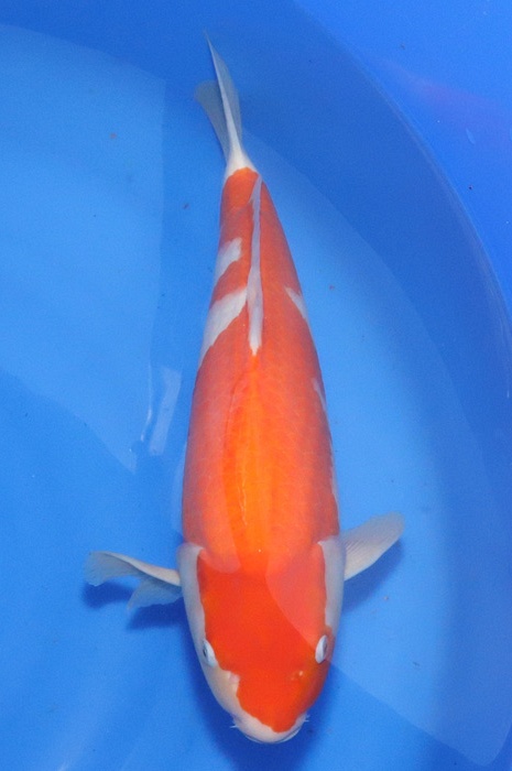 kohaku NL2104020