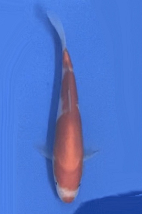 Kuchebeni Kohaku NL2104021