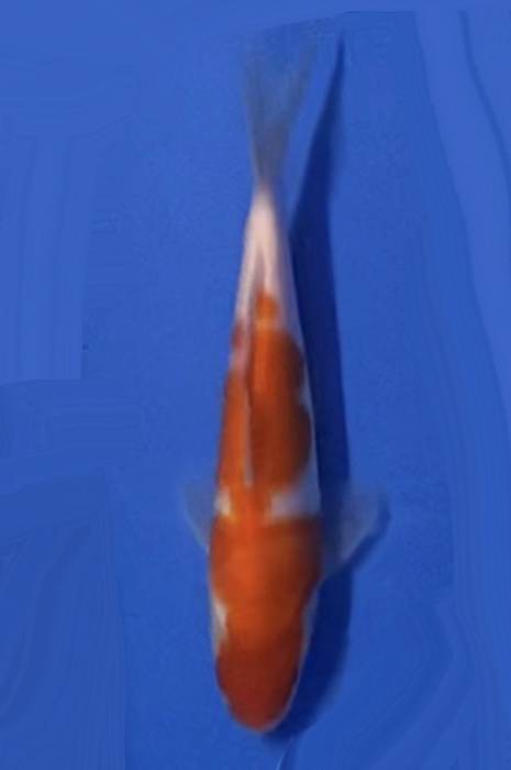 kohaku NL2104023
