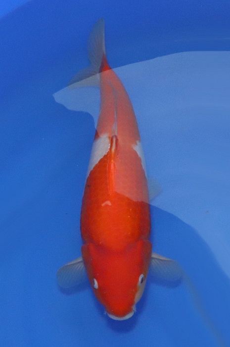 nidan kohaku NL2104024