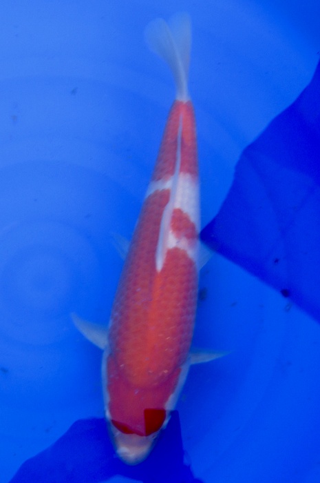 nidan kohaku NL2104025