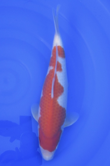 kohaku NL2104026