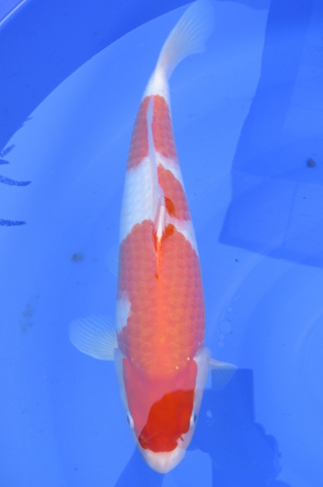 sandan kohaku NL2104027