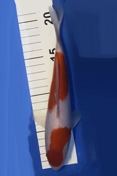 nidan kohaku NL2104028