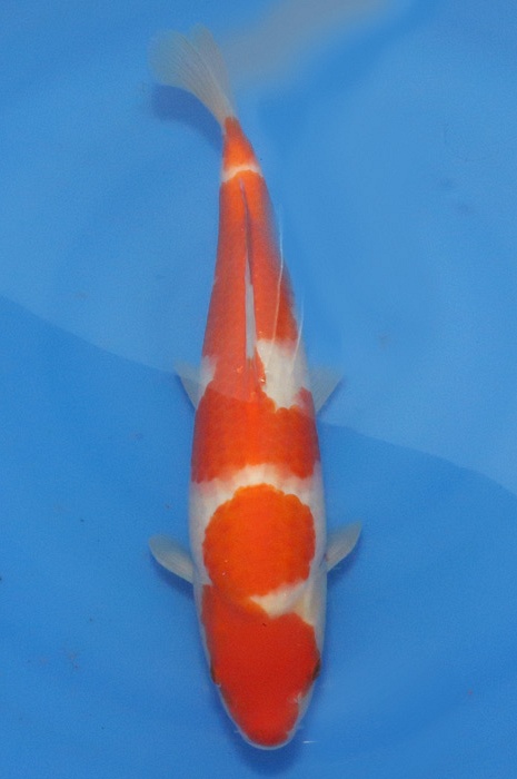 meerstaps kohaku NL2104029