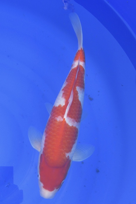 meerstaps kohaku NL2104031