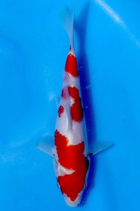 meerstaps kohaku NL2210002