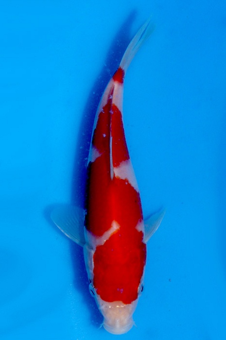 inazuma kohaku NL2210003