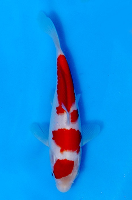 sandan kohaku NL2210005