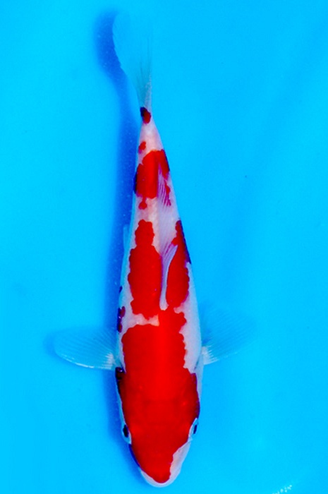 kohaku NL2210006
