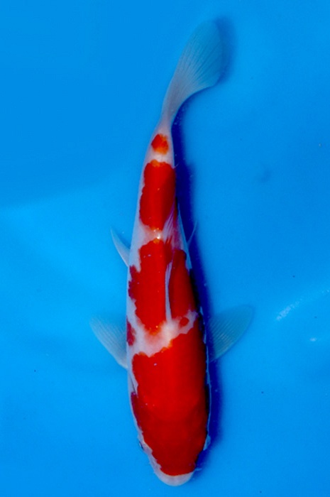 yondan kohaku NL2210011
