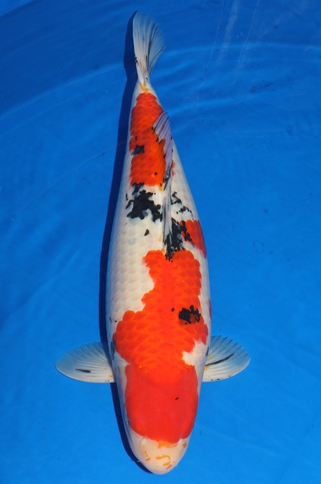 meerstaps sanke SA-V18-10153