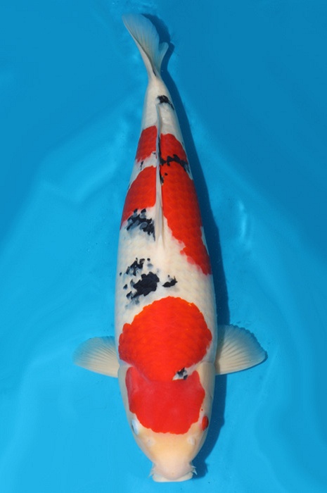 meerstaps sanke SA-V18-10303