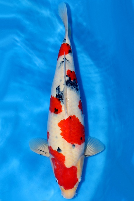 meerstaps sanke SA-V18-1188