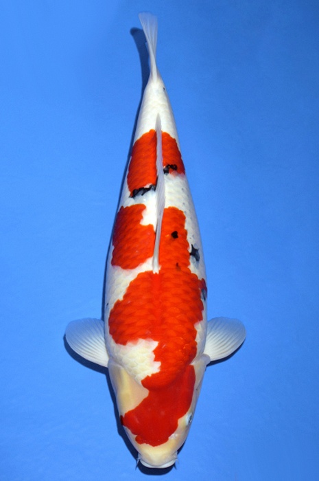 meerstaps sanke SA-V19-10148
