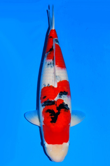 sanke SA-V19-10234