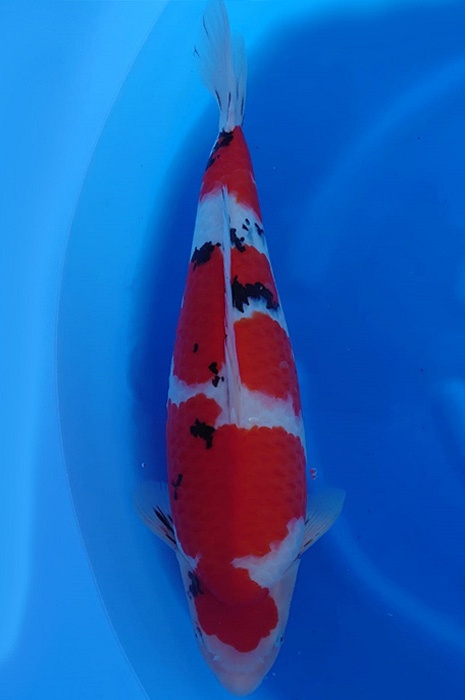 meerstaps sanke SA-V19-1285