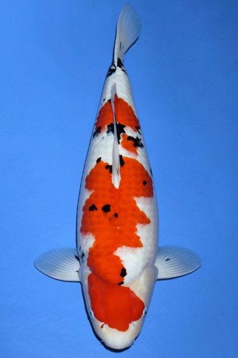 meerstaps sanke SA-V19-1295
