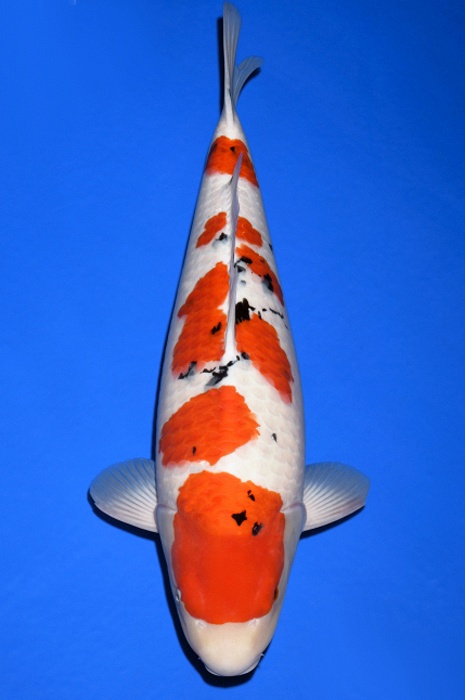 meerstaps sanke SA-V20-1041