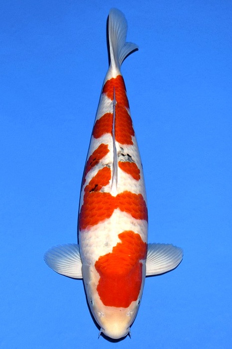 meerstaps sanke SA-V20-11139