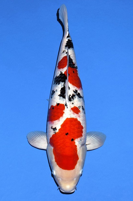 meerstaps sanke SA-V20-11177