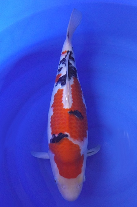 sanke SA-V20-3372