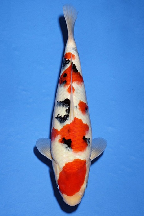 meerstaps sanke SA-V20-485