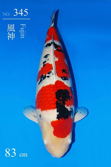 meerstaps sanke SA-V21-12345