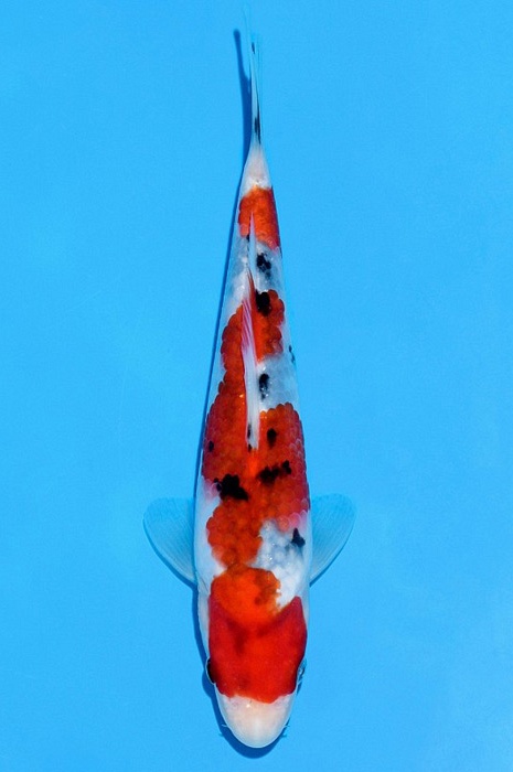 sanke SA-V21-2230