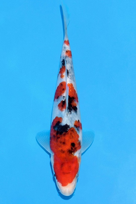 meerstaps sanke SA-V21-2233