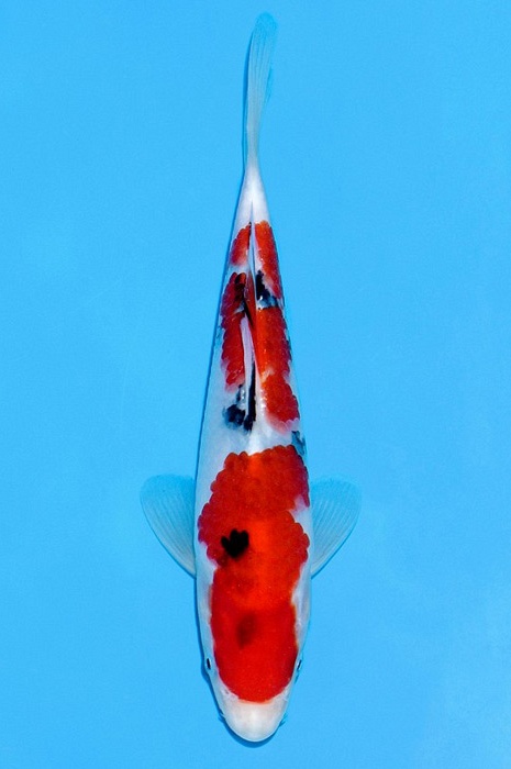 sanke SA-V21-2235