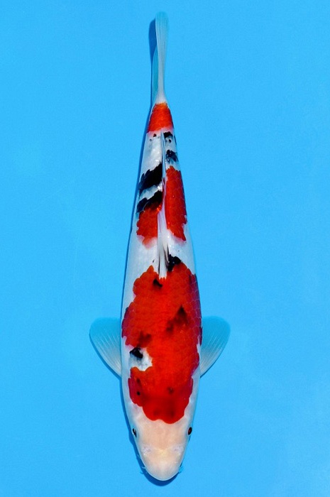 sandan sanke SA-V21-2265