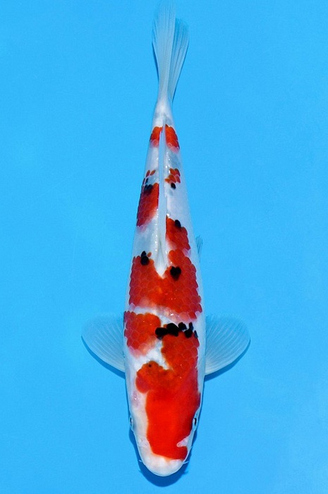 meerstaps sanke SA-V21-2390