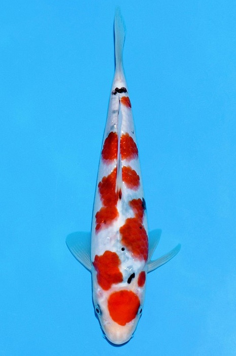 meerstaps sanke SA-V21-2423