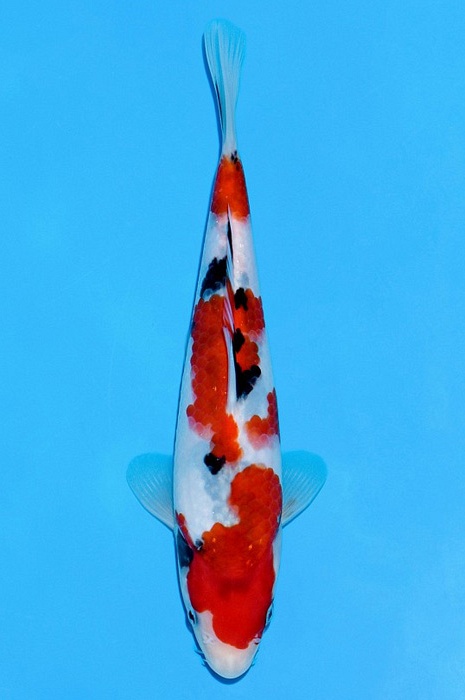 meerstaps sanke SA-V21-2427