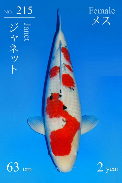 meerstaps sanke SA-V21-4215