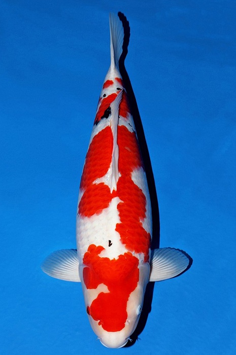 Meerstaps sanke SA-V22-02199