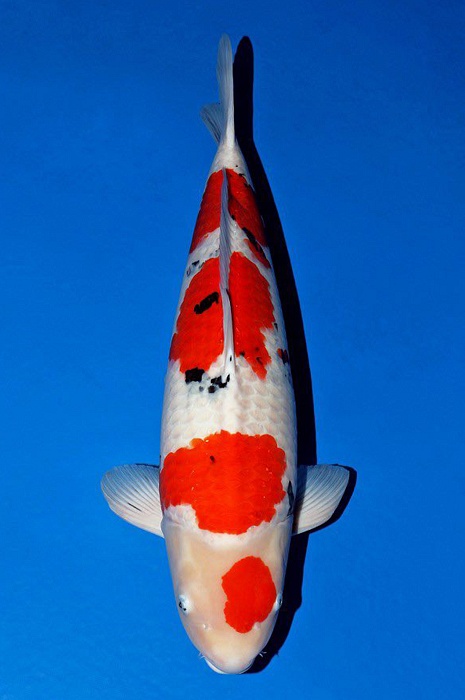 meerstaps sanke SA-V22-0391
