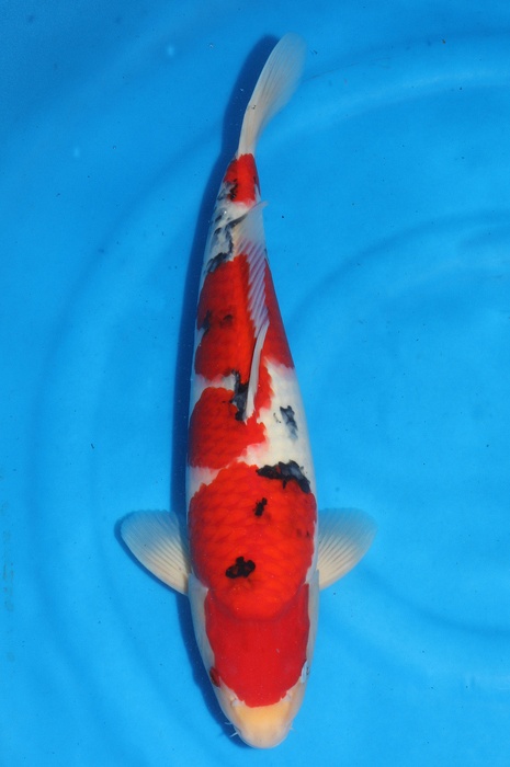 meerstaps sanke SA-V23-01127