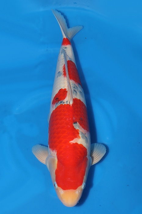 Sanke SA-V23-01237