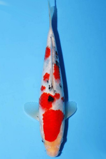 meerstaps sanke SA-V23-0297